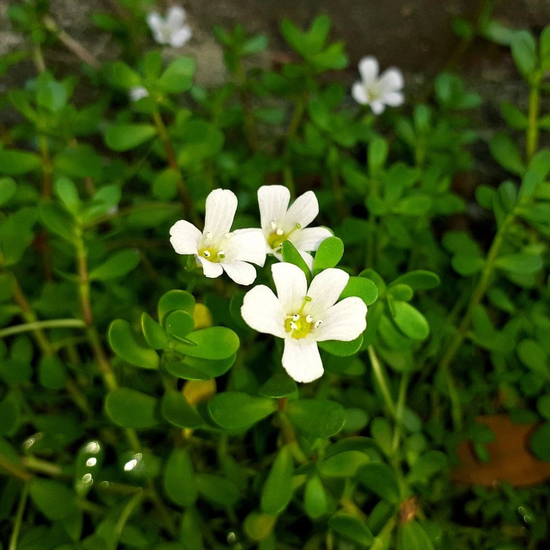 Bacopa Monnieri