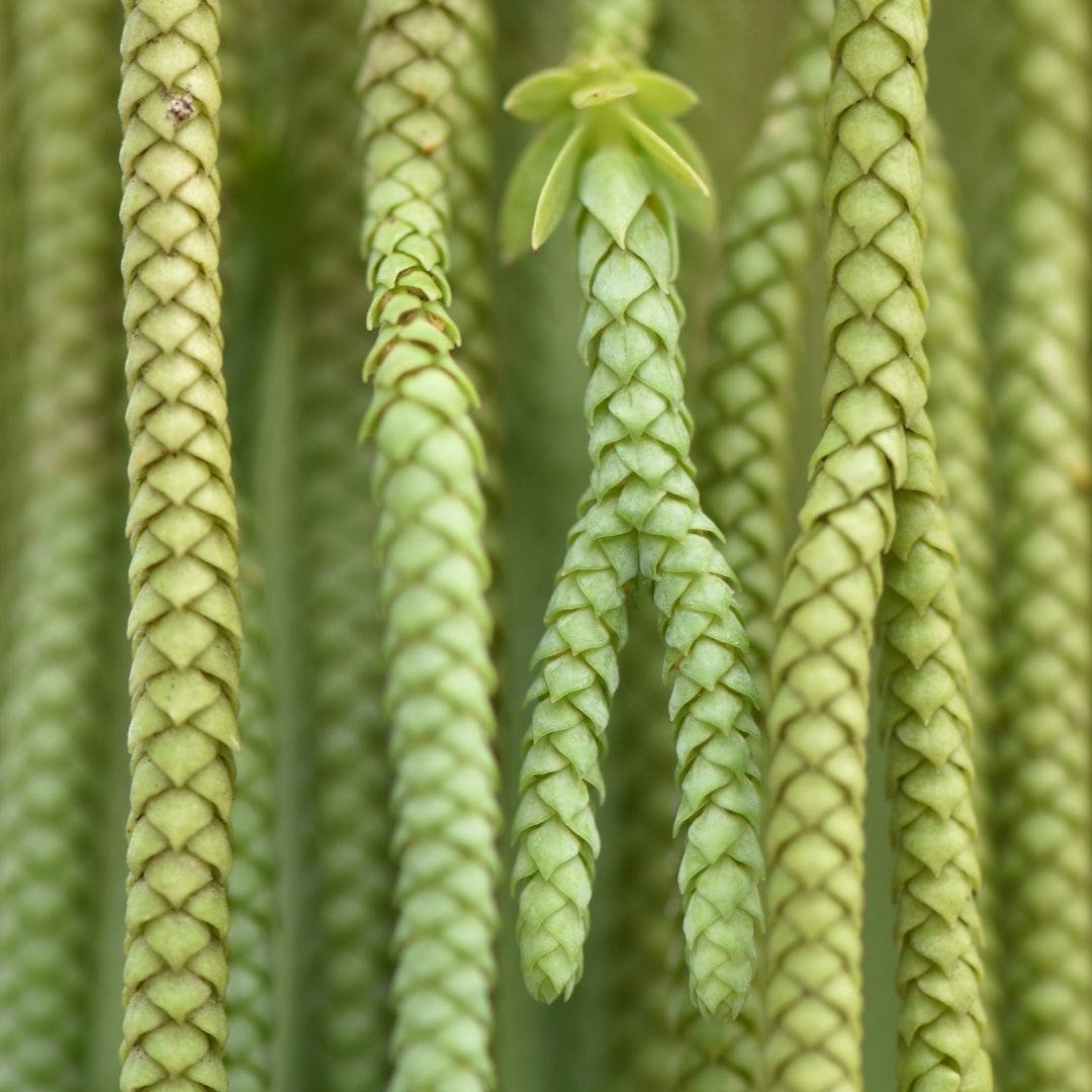 Huperzia Serrata