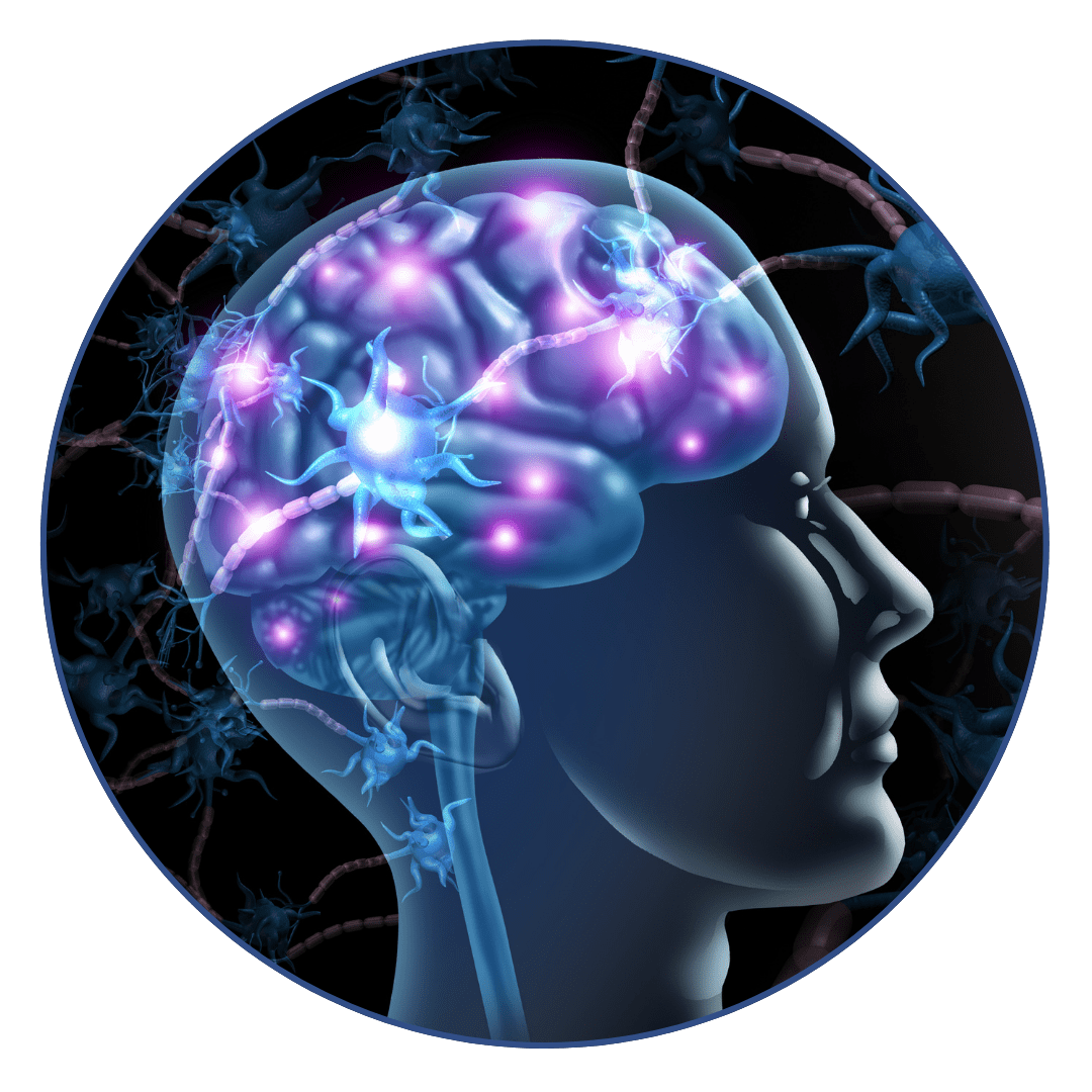 Restores Neurotransmitter Balance